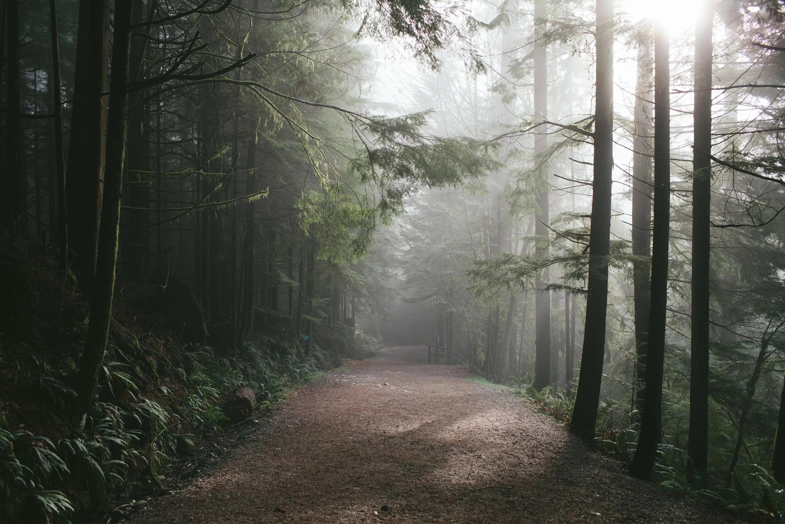 Peaceful natural setting representing reflection and recovery from burnout