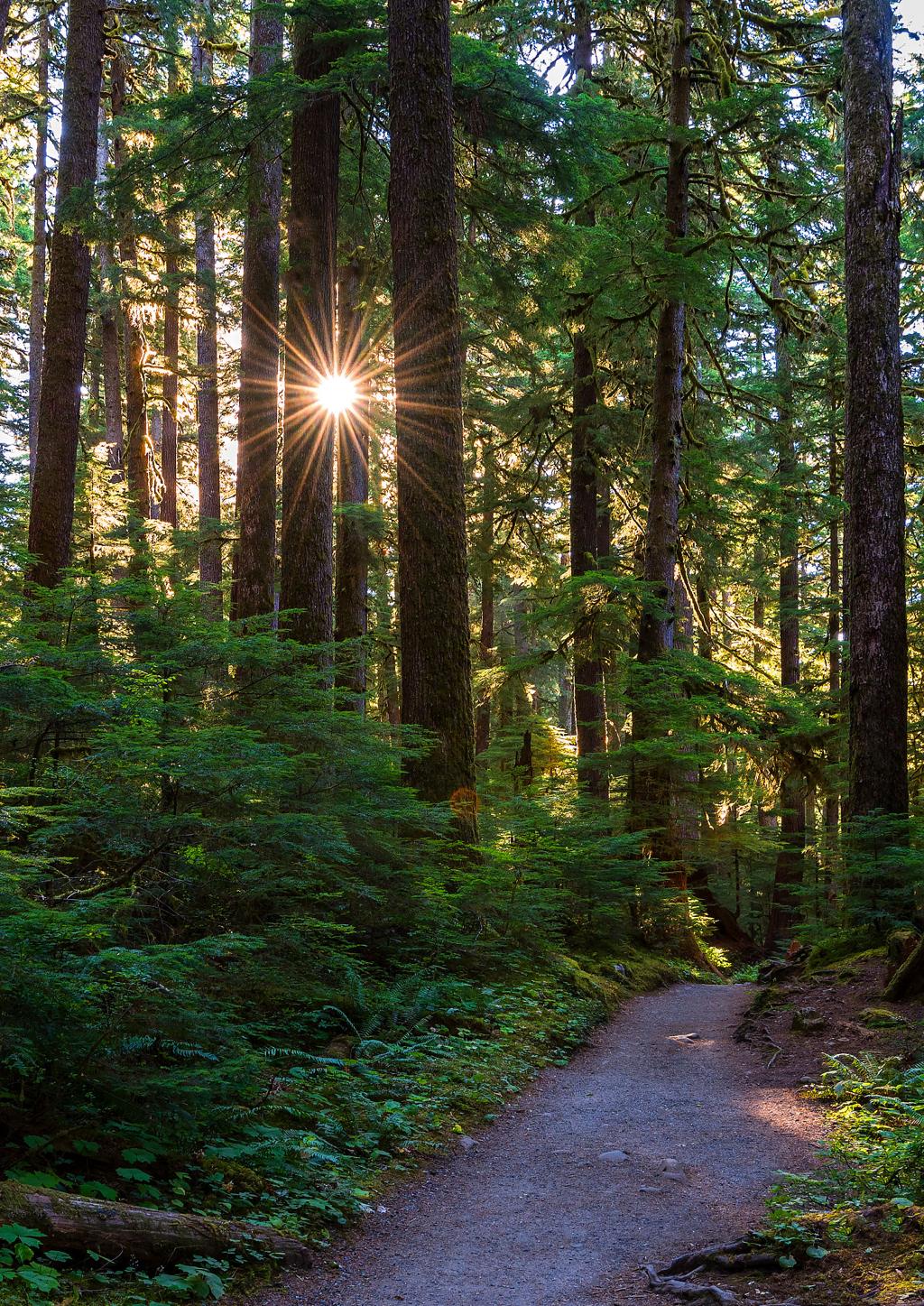 Peaceful forest path representing change and moving forward